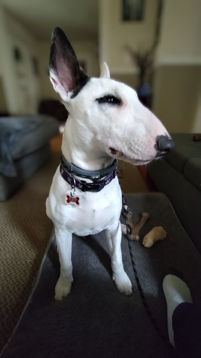 rexthetvterrier's tweet photo. Mom had a rough night, lots of pain. She called the dentist this morning and got some pain meds, which helped. So she was resting today & I was keeping watch over her.
#Spike #PuppyLove #Dogs #Love #Toofs https://t.co/FY0iZdlzUN