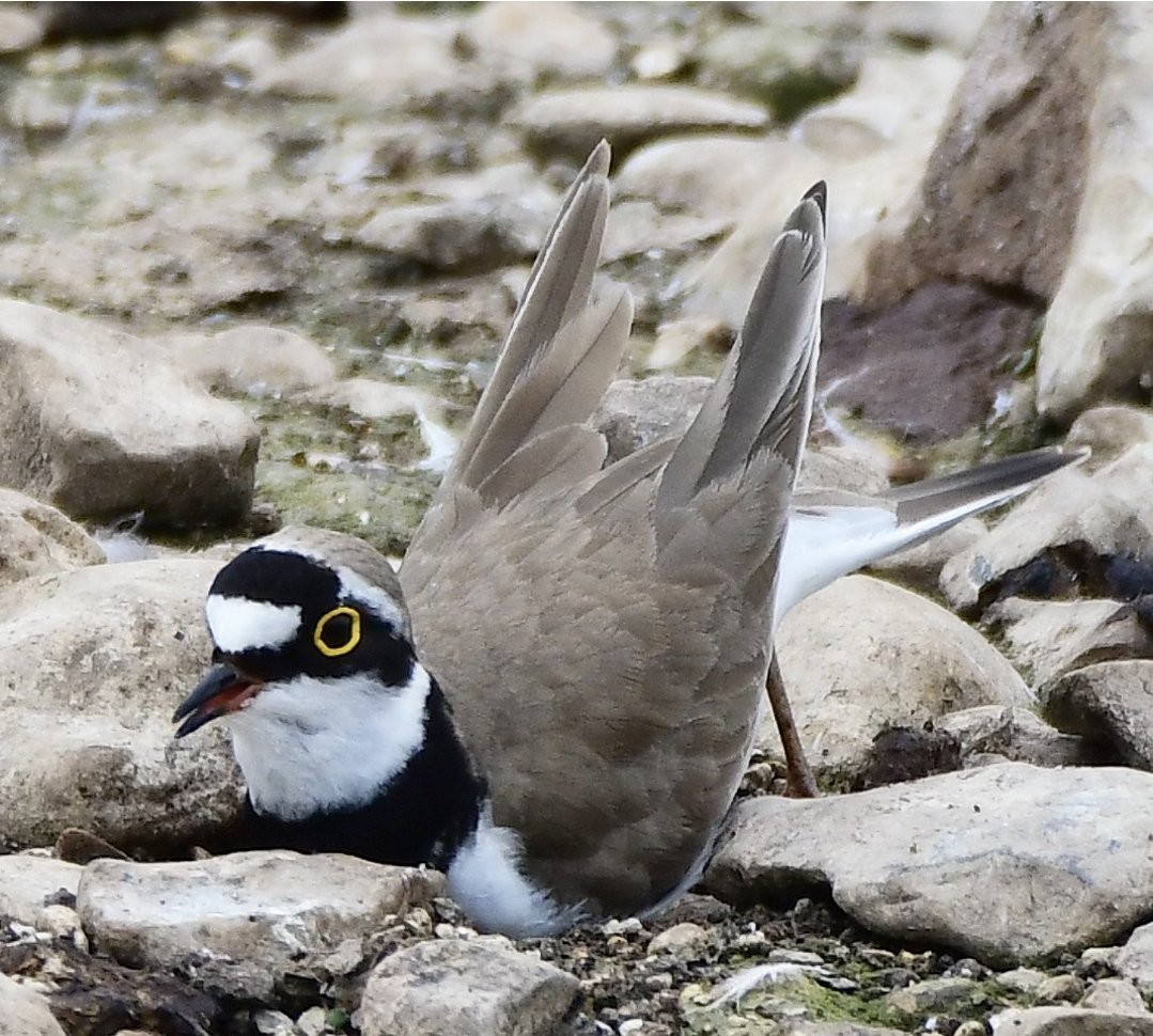 Little Ringed Plover