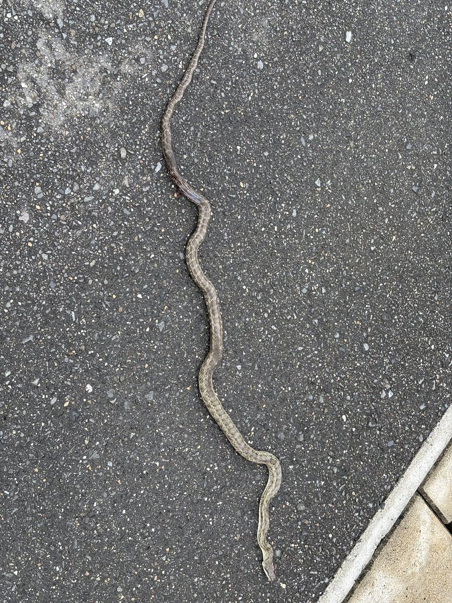 お〜い、若大将ぉ〜！ アオダイショウだぁ〜！ ちぇっ！ つまんねぇ