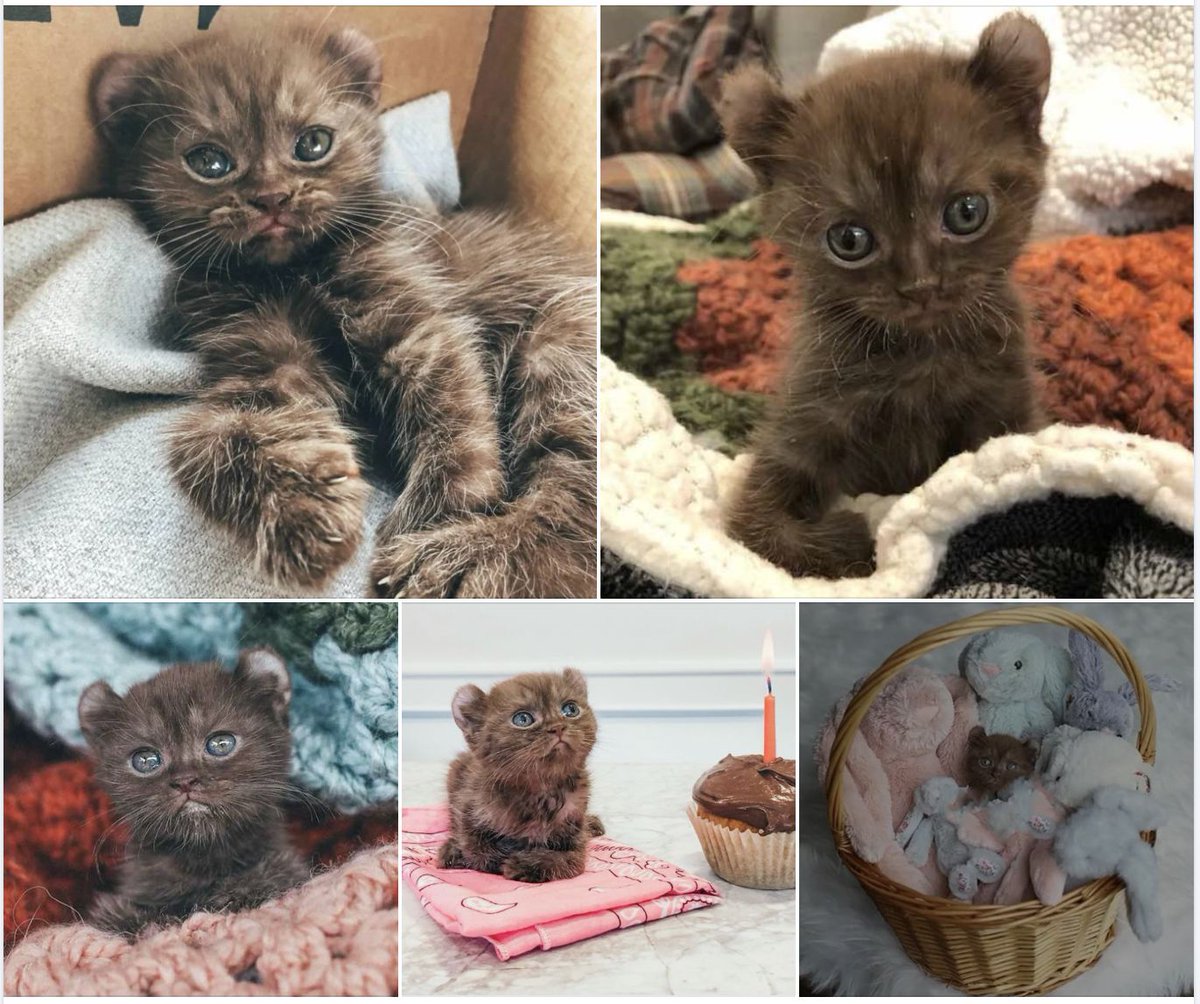 Kitten with Twisted Legs and Bear Ears Gets the Purr-fect Foster Parents 

A tiny kitten with twisted legs arrived at Friends for Life Rescue Network in Los Angeles for a chance at a better life. 

Meet Quill! 👉 buff.ly/UGZomnk