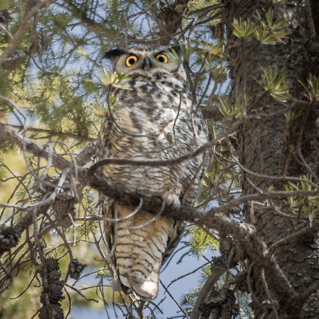 LincolnFnLoud's tweet image. Ran in to this guy while I was off touching grass, and he gave me the same look I give most of the fuckery I see here day after day 🤨
