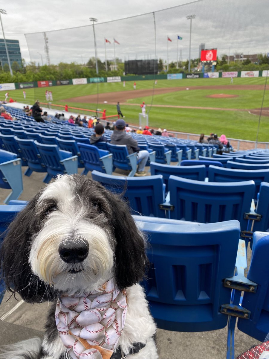 It’s Bark at the Park night frens!  I had a concussion last week but I’m all better now!  #dogsoftwitter #baseball