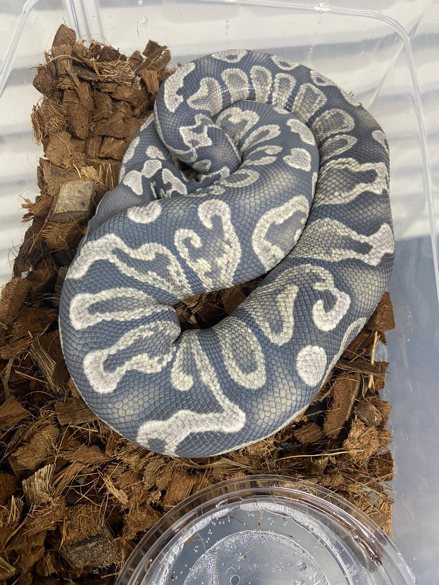 Pine_BallPython's tweet image. æšæ¥ã¯èå°#06shockwave ã«è¡ã£ãŠããðâš
æéããã£ãšããéã§
æ¹ããŠåºæ¿ãããããŸããð
ããŒã«ãã€ãœã³æé«âšâšâš