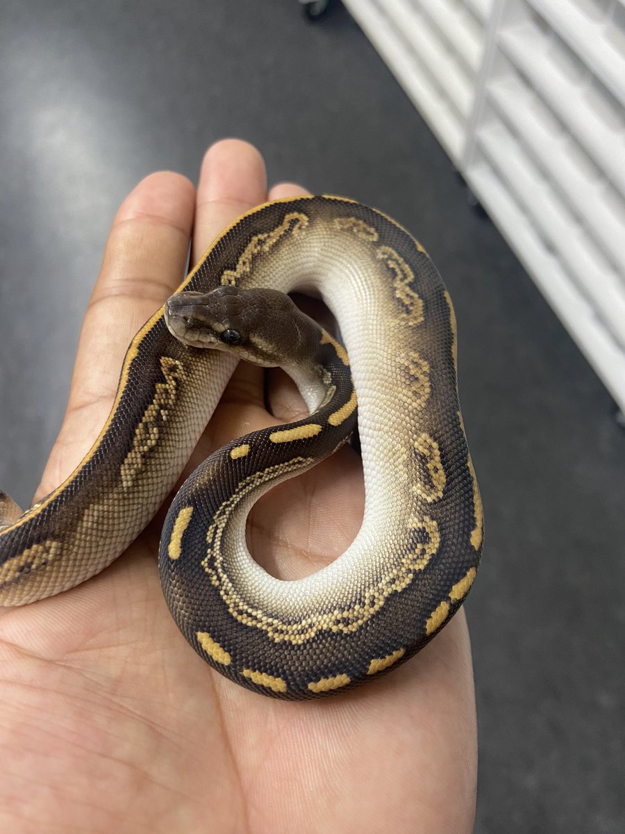 Pine_BallPython's tweet image. æšæ¥ã¯èå°#06shockwave ã«è¡ã£ãŠããðâš
æéããã£ãšããéã§
æ¹ããŠåºæ¿ãããããŸããð
ããŒã«ãã€ãœã³æé«âšâšâš
