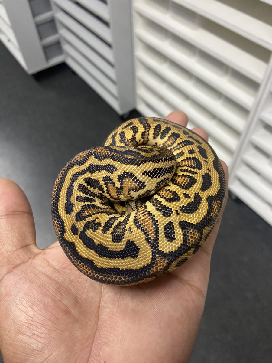 Pine_BallPython's tweet image. æšæ¥ã¯èå°#06shockwave ã«è¡ã£ãŠããðâš
æéããã£ãšããéã§
æ¹ããŠåºæ¿ãããããŸããð
ããŒã«ãã€ãœã³æé«âšâšâš