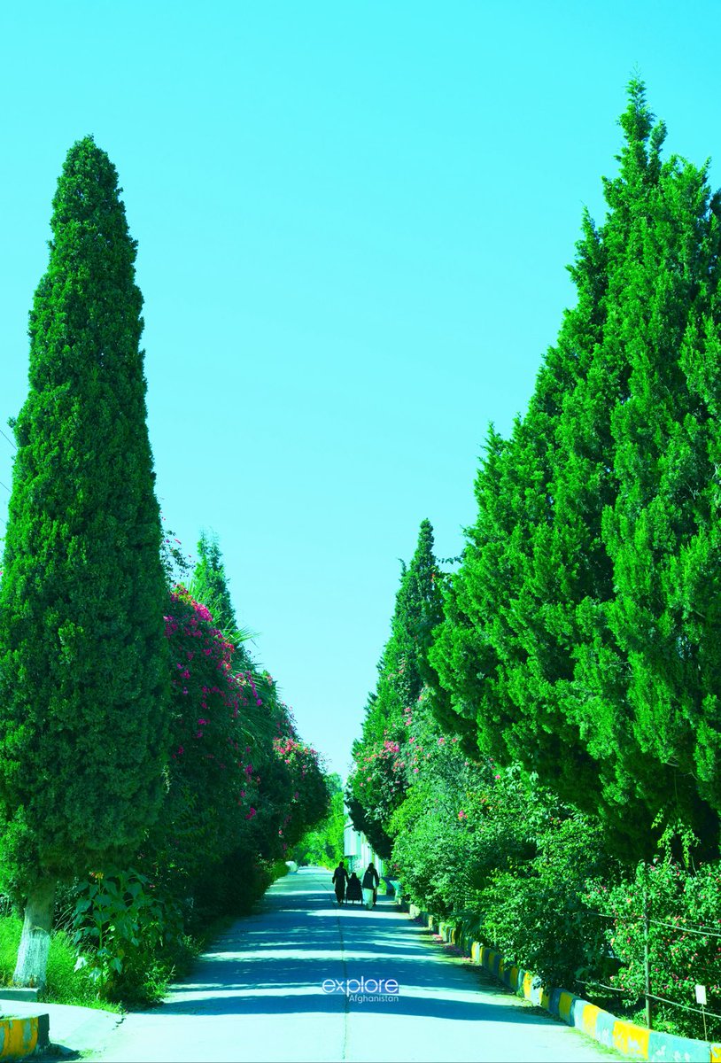 explore_af's tweet image. Where learning walks under blooming trees.
The Engineering Faculty of Nangarhar University builds not only structures,
but futures—quietly, step by step.

#ExploreAfghanistan #NangarharUniversity #EngineeringFaculty #AfghanEducation #StudyInAfghanistan #AcademicBeauty #CampusLife