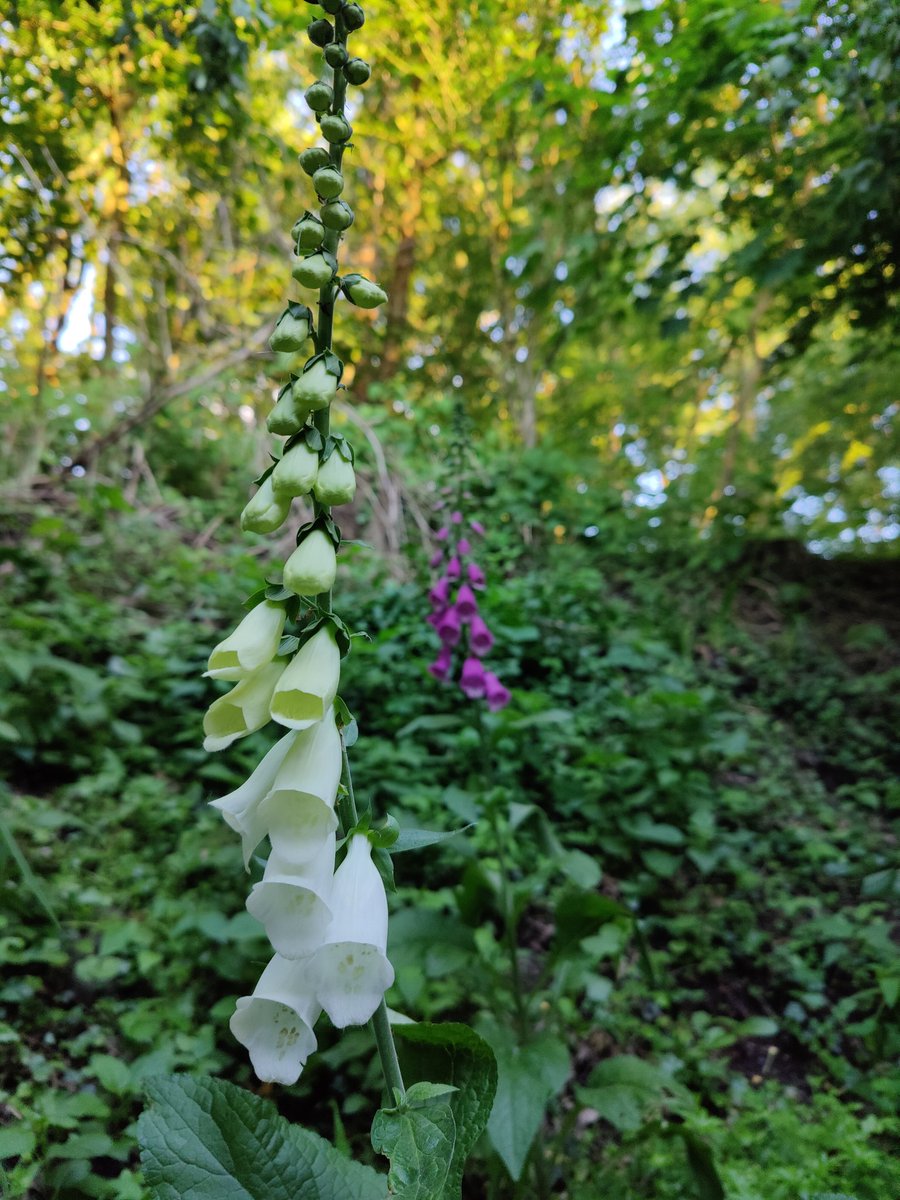 Last year I planted wildflower seeds, and then was a little bummed that just when they started to grow, the baby groundhogs ate them. But nature is hardy and some roots must have survived... I am over the moon to see these foxglove in my garden!!