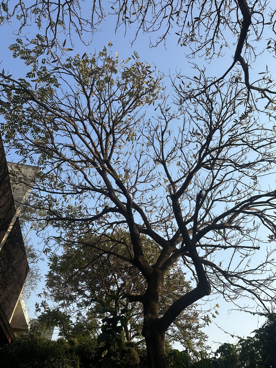 El sol del poniente en mi ciudad es fuertísimo por lo que la idea era tener un árboles sin hojas en invierno y totalmente lleno de hojas en el verano.
Si les dicen que la Galeana es buena opción, no le crean.

La Galena en diciembre-La Galeana en mayo…😓