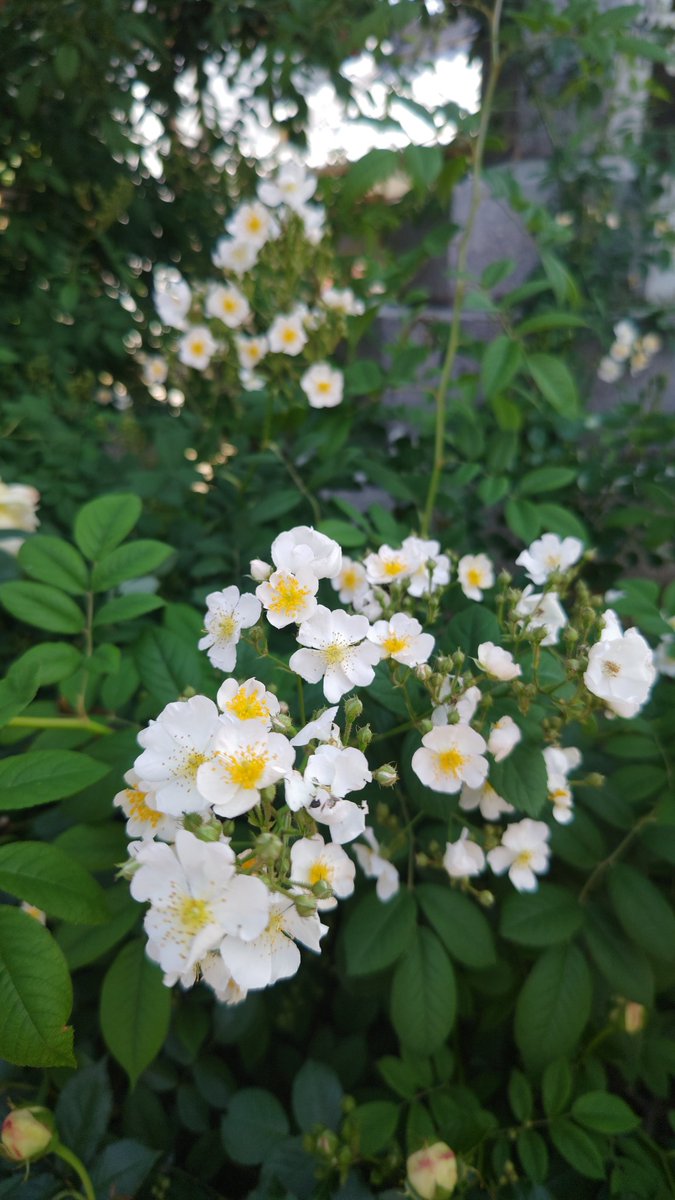 おはようございます~☺️☁

5月25日…🐌日曜日🐸

奈良🦌の朝は~どんより曇り空です💨

朝はまだ微妙な空模様ですが…
ゆっくりお天気も~回復してきそうです🤗🍀

皆様もお身体ご無理なく(˶◜ᵕ◝˶)良い一日になりますように☆。.:＊・゜

本日も1日(❁ ´ ▽ ` ❁)どうぞ宜しくお願い致します🙇‍♀️✨🙇‍♀️