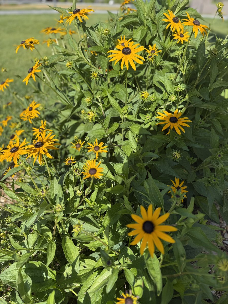 Writing4RRR's tweet image. Black-Eyed Susans at
attention tremble v. wind
Memorial Day