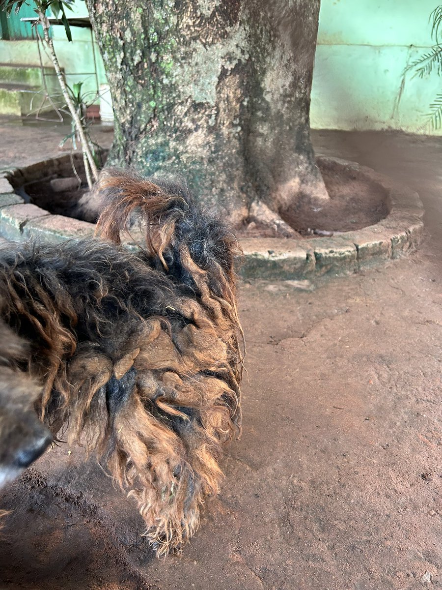 Este caniche abuelito necesita nexgard, baño y peluquería urgente.
¿Te animás a ser su ángel y ayudarlo a sentirse amado otra vez? 🙏🐾
📲 0976264095
ORTIZ RODAS ADRIANA JAZMIN
Banco Familiar 
CI 5639606 
N° de cuenta 81704569