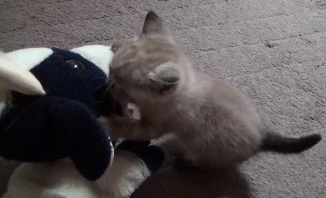 うしくんとかりん