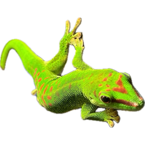 グランディスヒルヤモリ