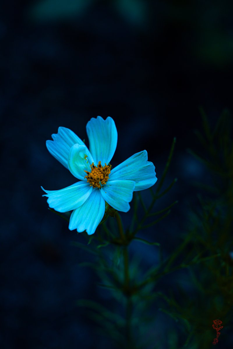 tonight I shall leave you with this photo that I took this evening of my blooming cosmos flower