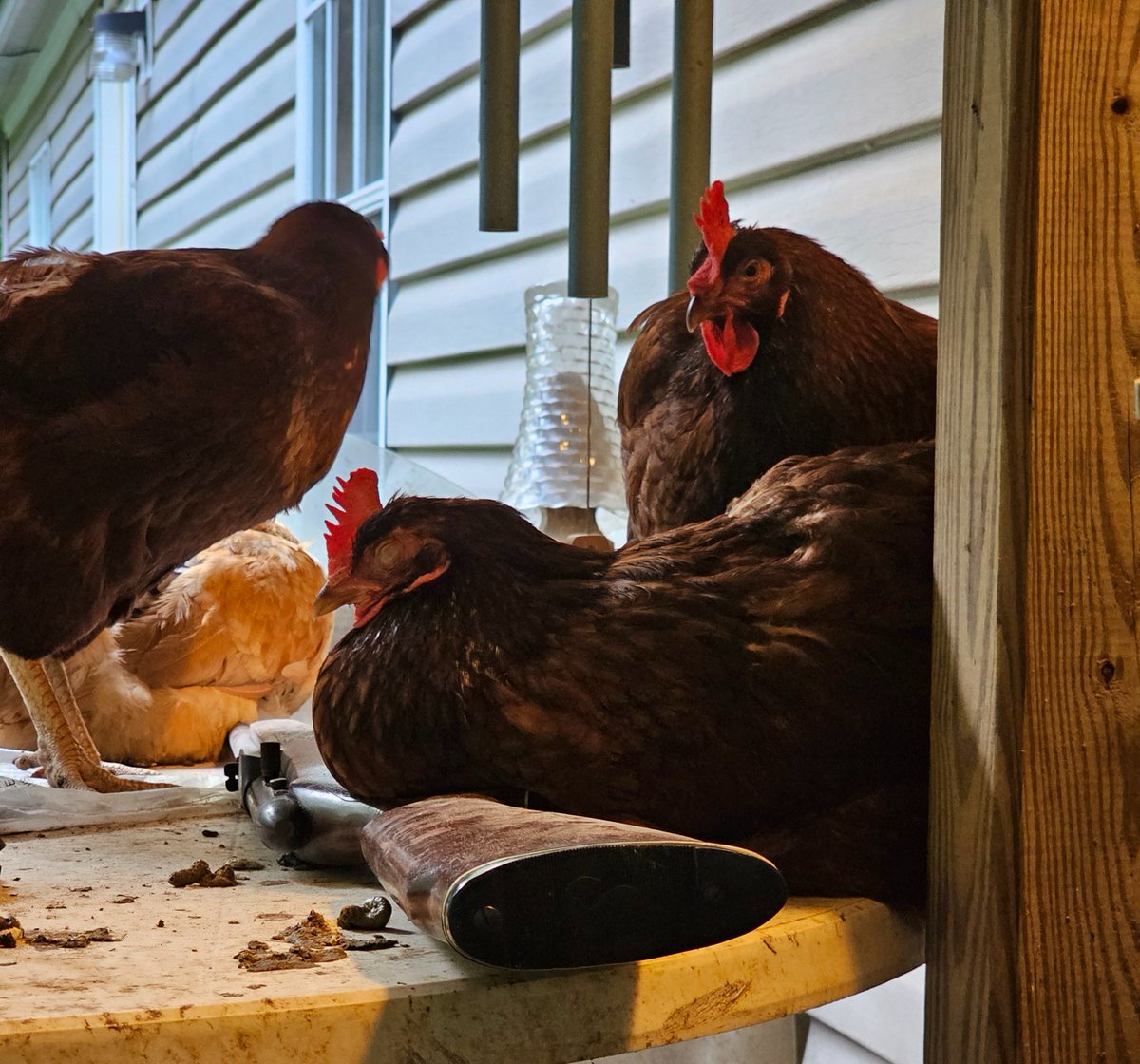 DoniTheMisfit's tweet image. We're so pro-2A that even our chickens value gun rights.