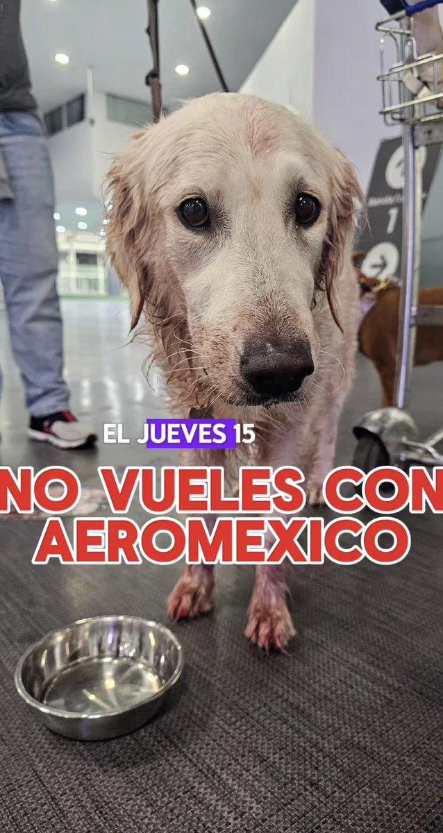 Ireriiiiii's tweet photo. @Aeromexico Se pudieron ahorrar todo este escándalo al dejar viajar a maple con sus dueños en cabina, pagaron 250 dll y ni aun así pudieron darle un trato digno, un trato humano. 
Sus políticas de viaje con mascotas tendrán que cambiar y adaptarse a nuevos tiempos quieran o no. https://t.co/ZbrFJfu6Pg