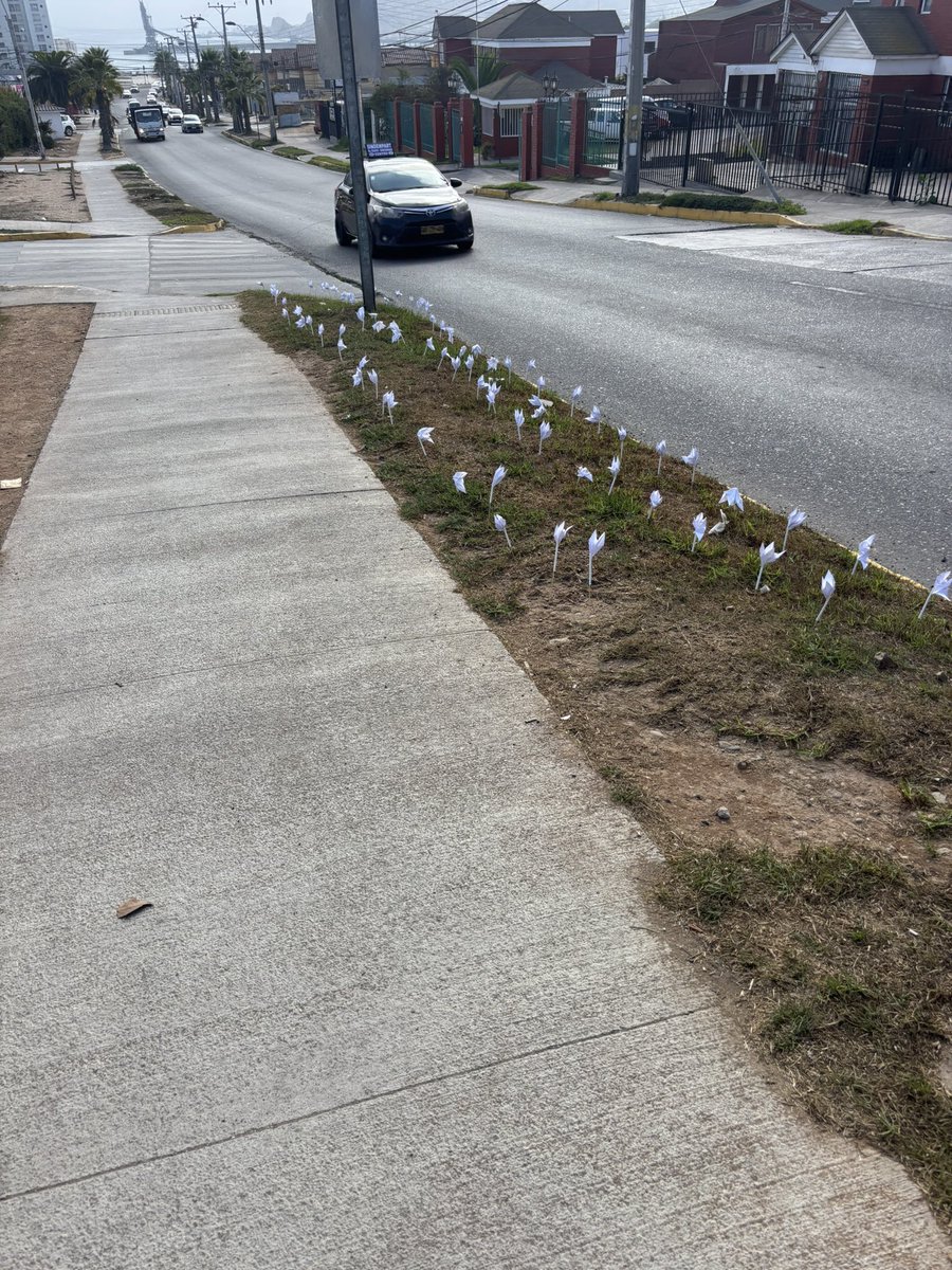 Alguien sabe qué significan los origamis de flores en diferentes lugares de la ciudad? #Coquimbo #LaSerena #Floresdepapel #Origamis #Chile