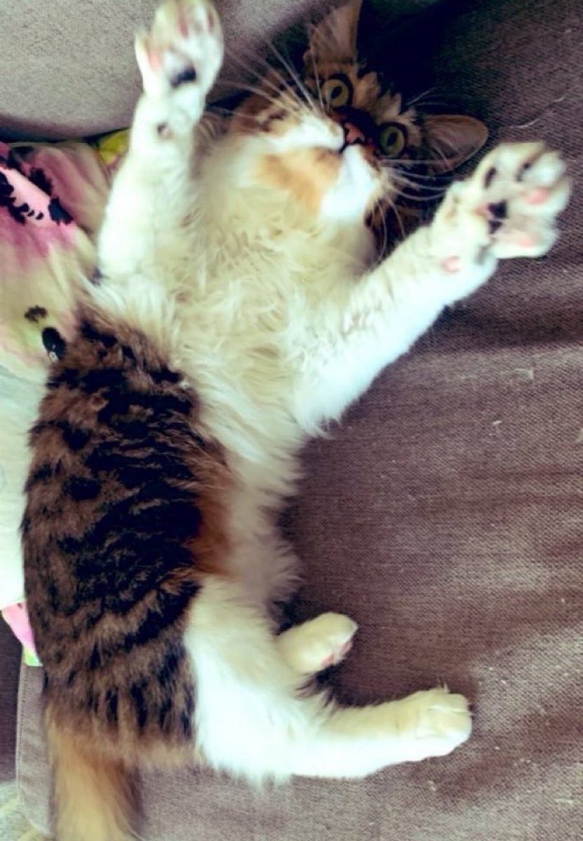 おっはー🌞今日はご機嫌ココ姫！朝からテンション高めです🐾さて、何して遊ぶ？