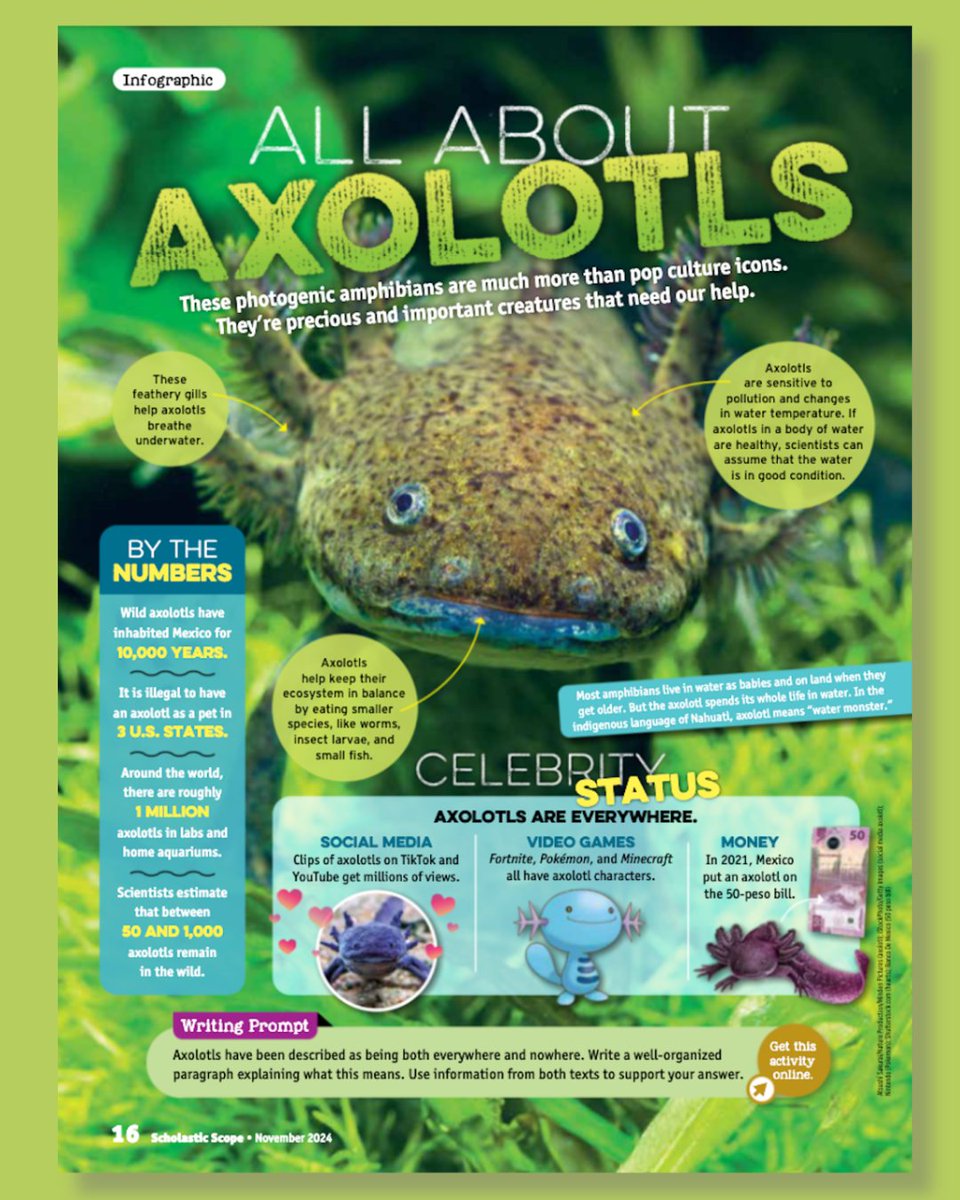 Teach students about the adorable axolotl with this free article from Scope Magazine for middle school: bit.ly/4dviv9Q