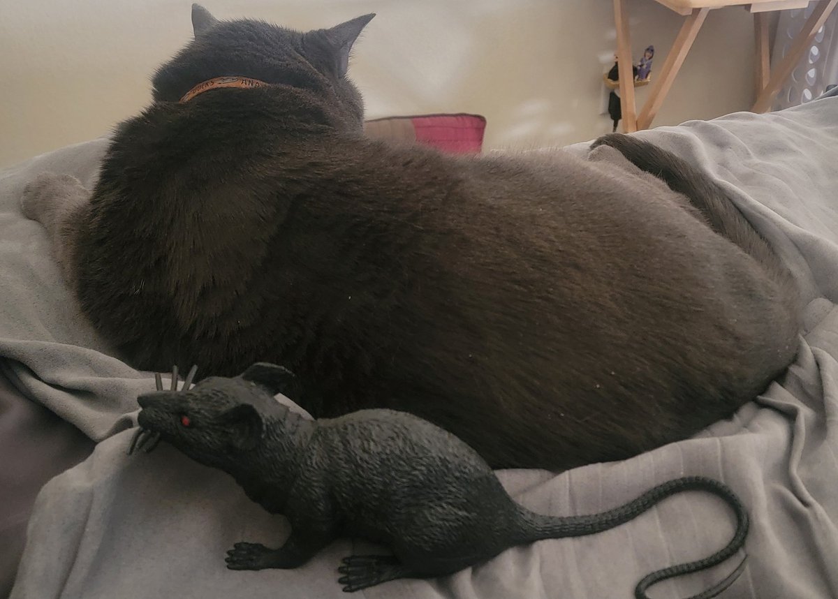 Rudedeck's tweet image. Sync up @DougPlagens on the Panthers app like me today!  Decker and Teemu the cat from Eastvale (Calif) checking in for the #WorldFamousFormerTwitterSegment #TimeToHunt #ReignRed Miss ya today @LindsayBHockey