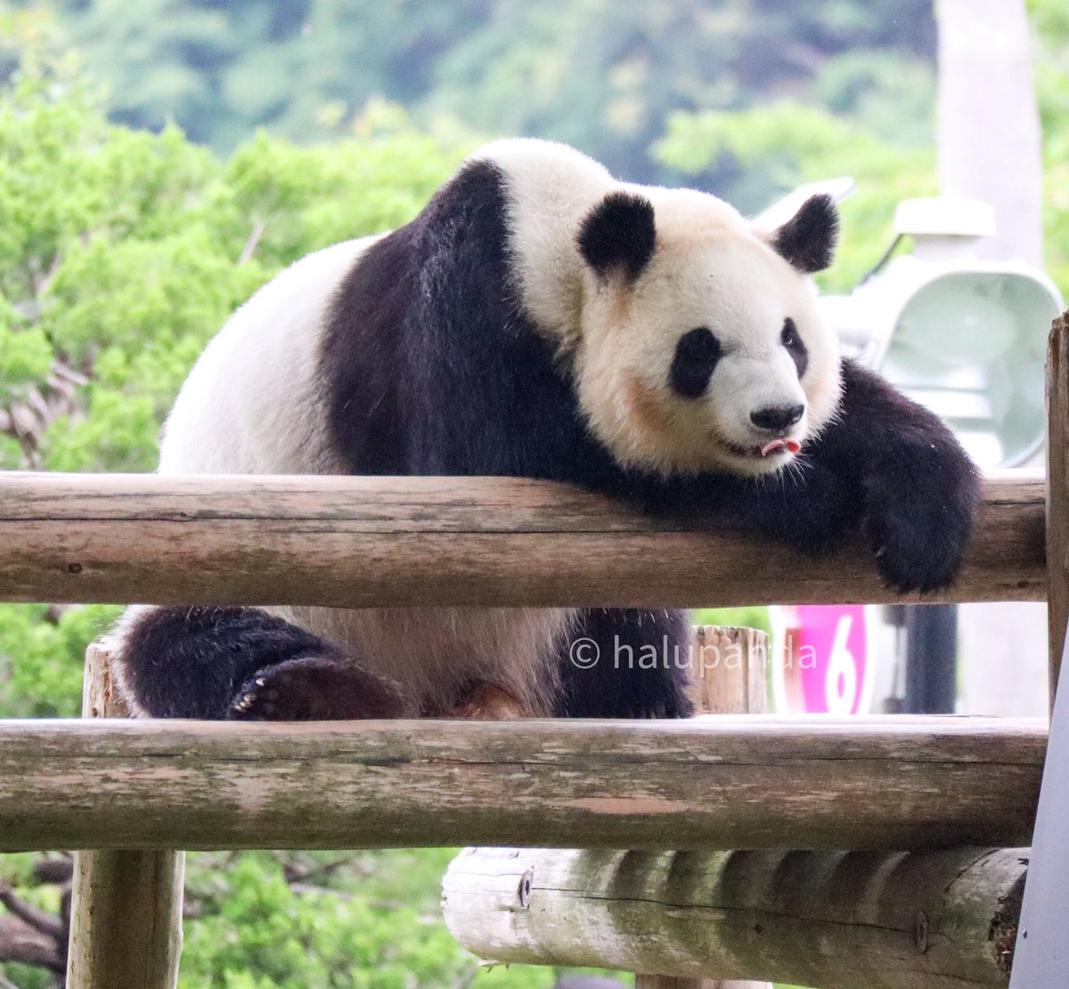 のんびり彩浜😊🌈
#彩浜 #アドベンチャーワールド