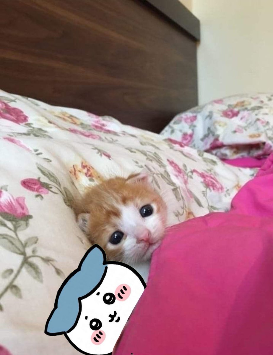 angry momonga tweet media