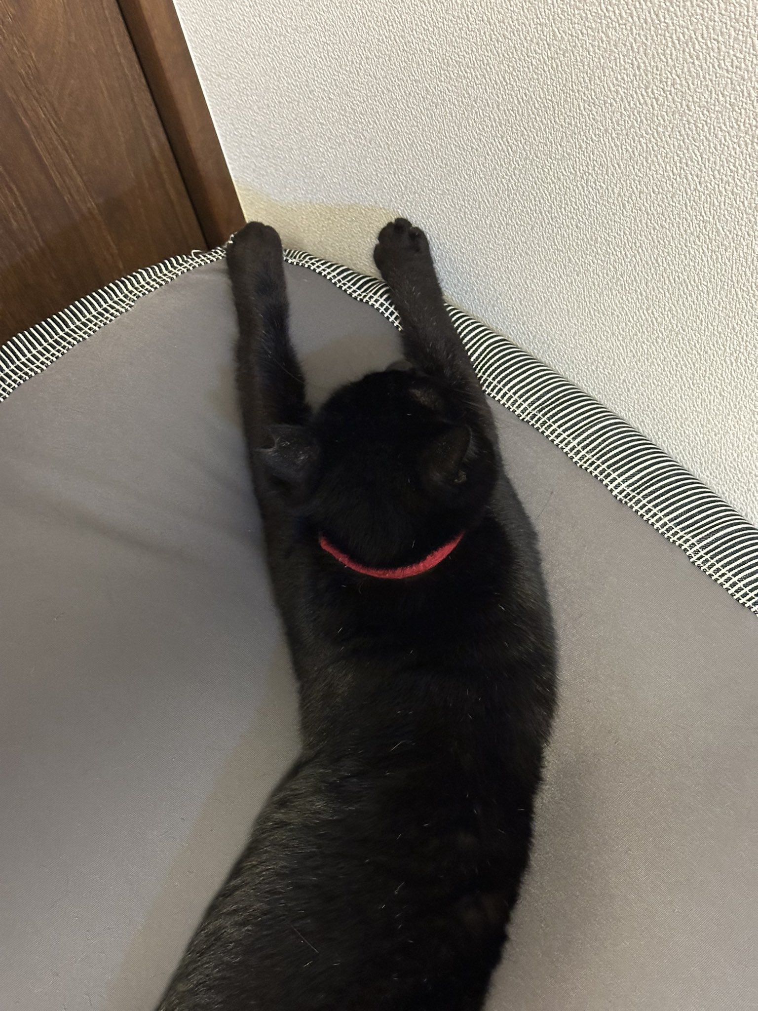 ニコちゃんとこたろう先生とトロとわさび姐さん | こたろう先生