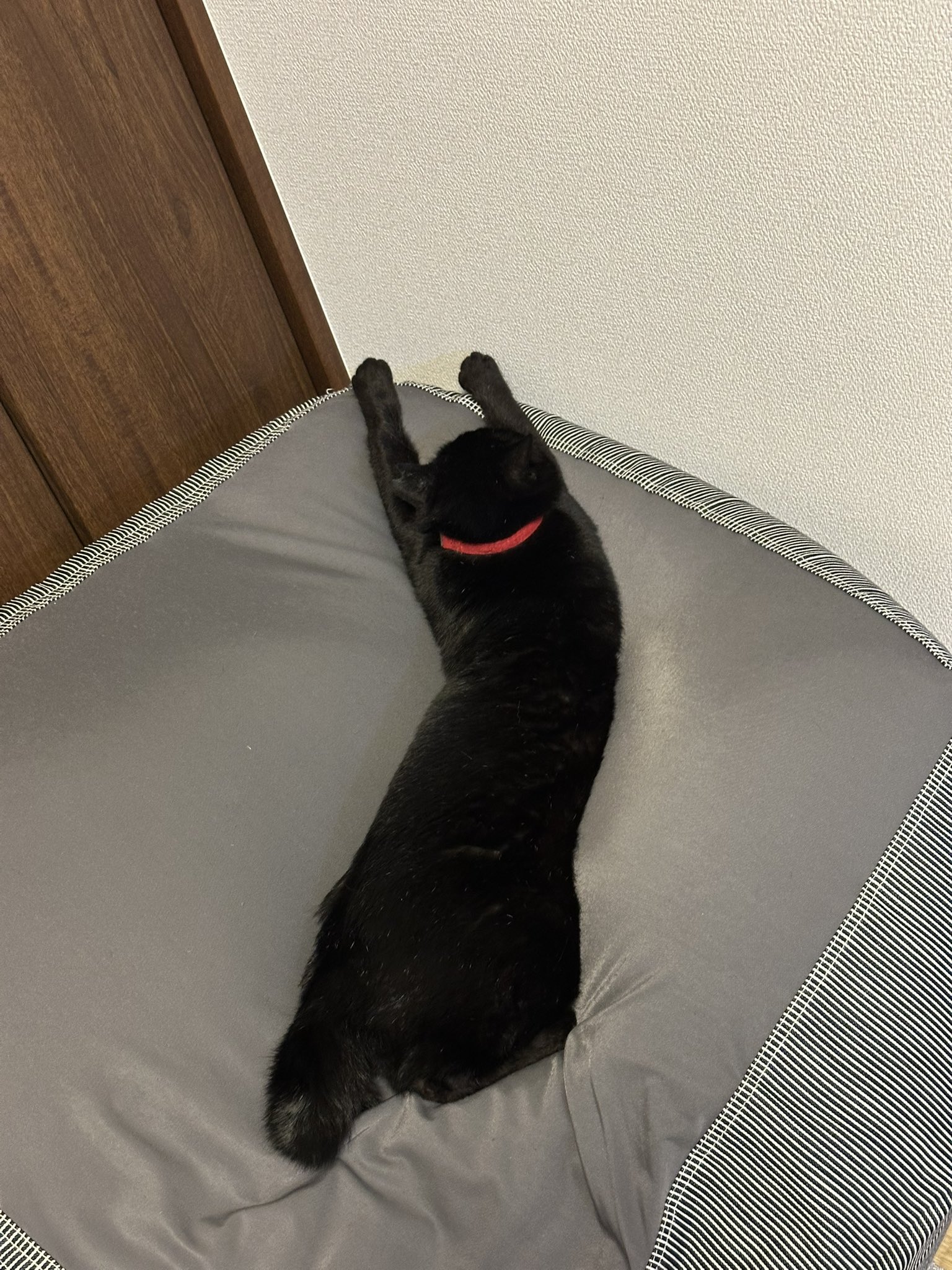 黒猫ページ 黒猫 on X: 