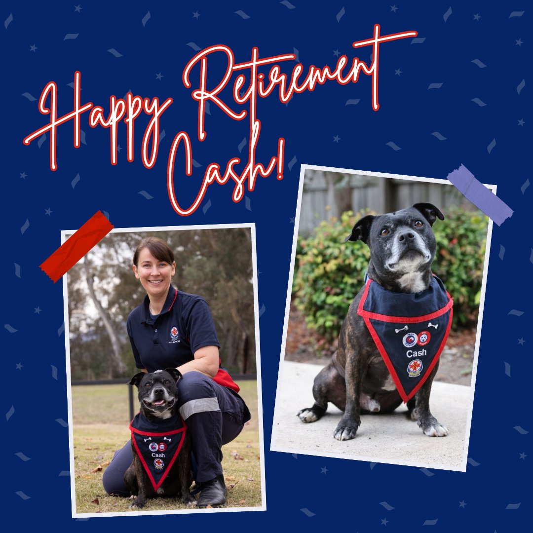 Let’s all give a big round of ap-paws to our three retiring Peer Support Dogs who are hanging up their leads after a combined 13 years helping to support the mental health and wellbeing of AV staff and first responders. 🐶
Read more: bit.ly/438BpzZ