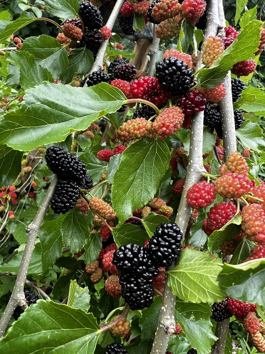 smallforestfarm's tweet image. 植えて3年目の桑の木
なり過ぎて枝が折れそうです…