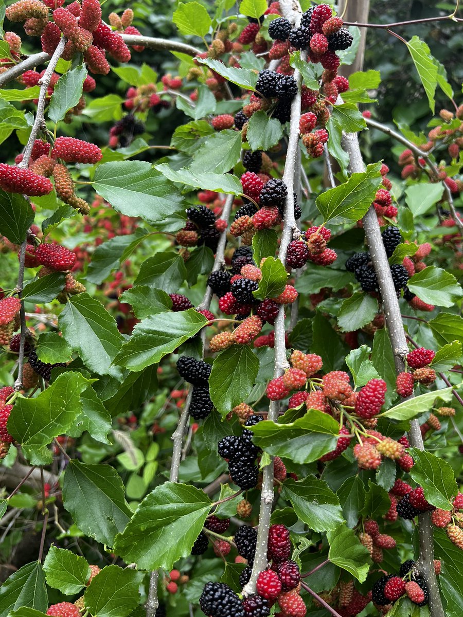 smallforestfarm's tweet image. 植えて3年目の桑の木
なり過ぎて枝が折れそうです…