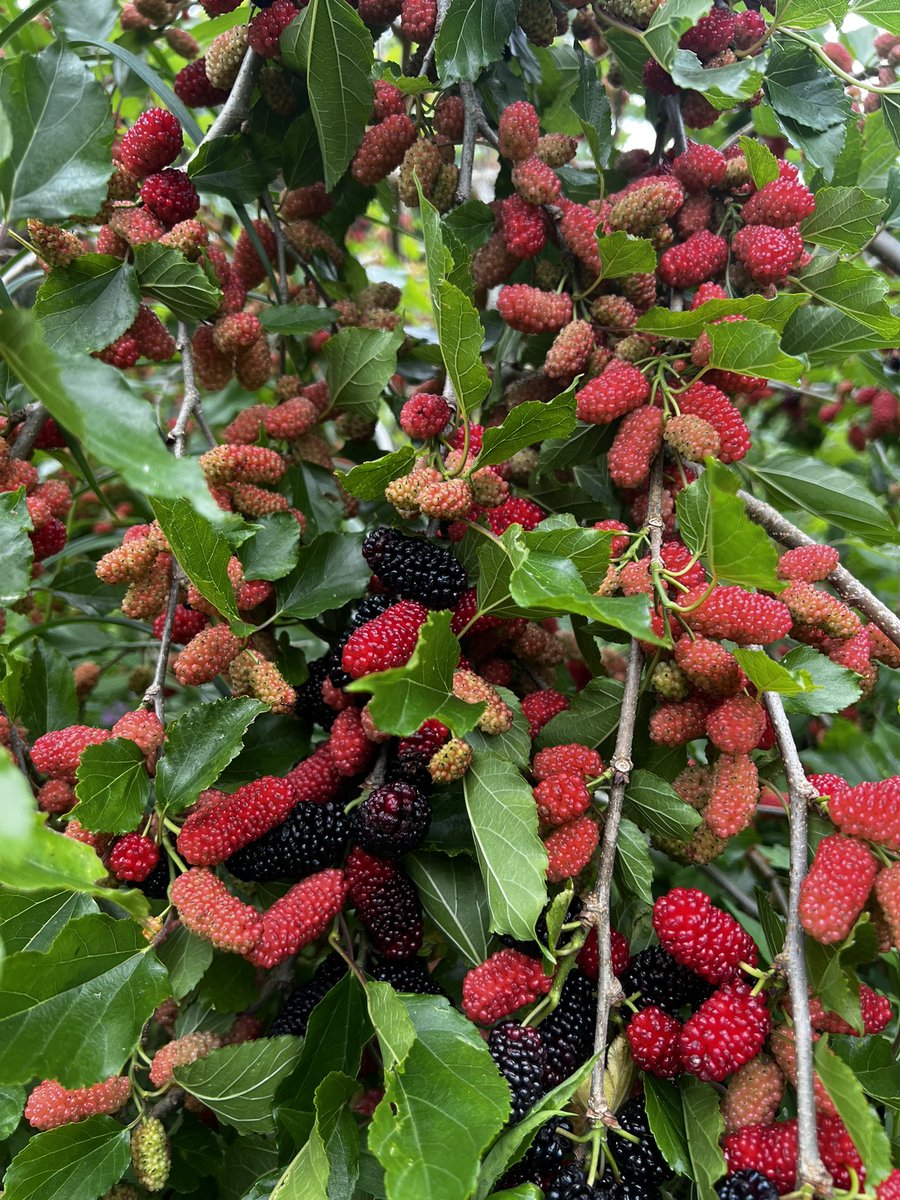 smallforestfarm's tweet image. 植えて3年目の桑の木
なり過ぎて枝が折れそうです…