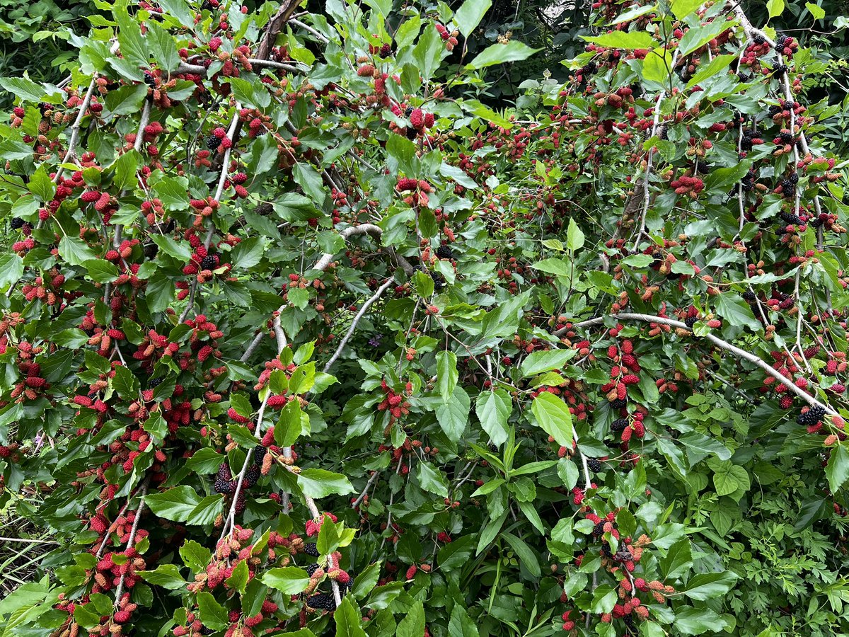 smallforestfarm's tweet image. 植えて3年目の桑の木
なり過ぎて枝が折れそうです…