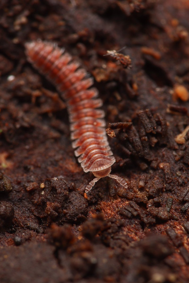 millipede_teruo's tweet photo. ヤスデを作品的な写真として撮るのすごく難しいように感じる 形態のわかるだけの写真でもいいが、魅力を引き出せるような写真も撮りたいなと日々思う
Cryptocorypha sp. https://t.co/7Bfh4jzzai