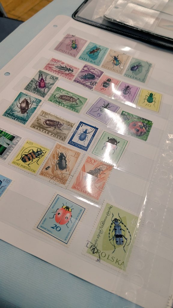 【本日の業務連絡】
今日はアクバス@浅草産業会館 4F　に出張！！
ブルーの旗と、こばやしこんちゅ〜♪　でお馴染みの小林昆虫さんのところで、ベタとお待ちしております🫡

店舗もやってるので、アクバス後にお立ち寄りください🙂‍↕️　戦利品みせてー