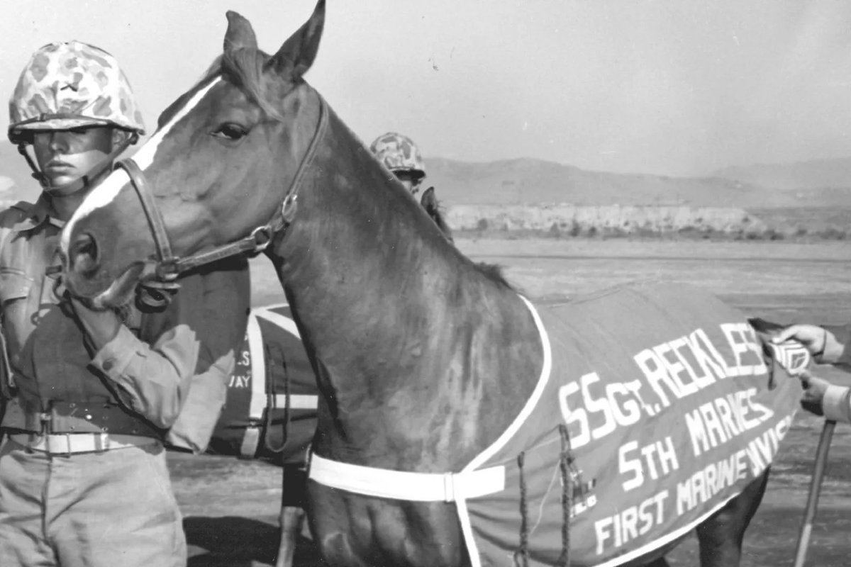 Sgt. Reckless: The Four-Legged Marine Hero
During the Korean War, a small Mongolian mare named Sgt. Reckless became a legend in the U.S. Marine Corps. Trained as an ammunition carrier, she proved her courage and heart under fire. In a single day in March 1953, she made 51 solo