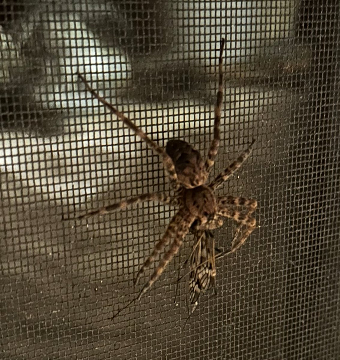 Earlier today: Giant Crane Fly on screen door. Later today: big-ass "Dark Fishing Spider" ate it. First pic is bug compared to the size of my hand. Second is it compared to the size of that spider :/