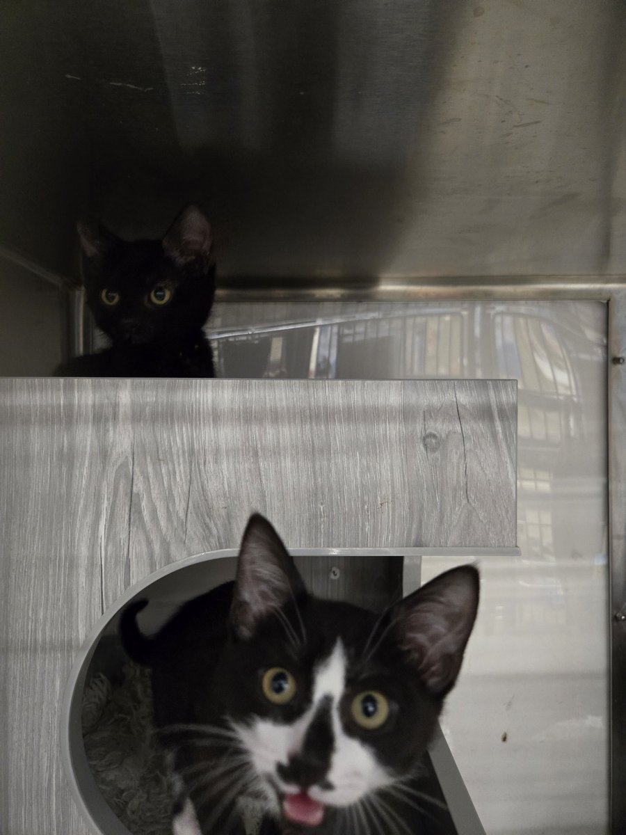 More cats!

#kittens #cats #rescuepet #rescutcat #rescuedog