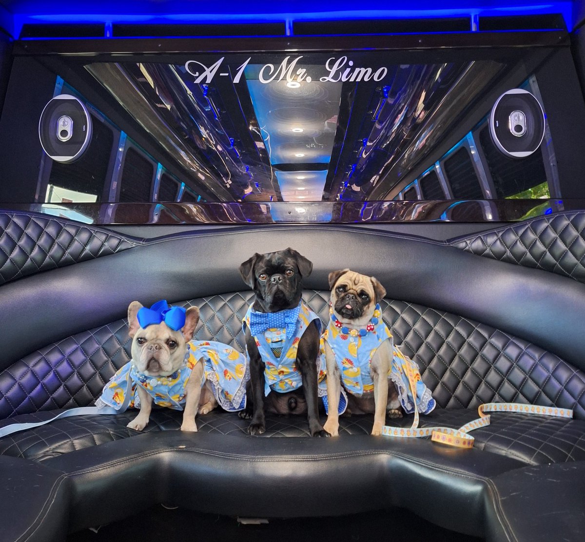 mommasboymushu's tweet photo. Well pals, WE PAWTIED LIKE ROCKSTARS with cousin @Margaux28083812 at #BullyBash2025. We're DOG tired & calling it a night. Hope to see you here next year @BullyBashCLE. Goodnight all. #puglife #dogsofX #dogsoftwitter #LimoBus #PawtyPugs https://t.co/WKgYIODsxt
