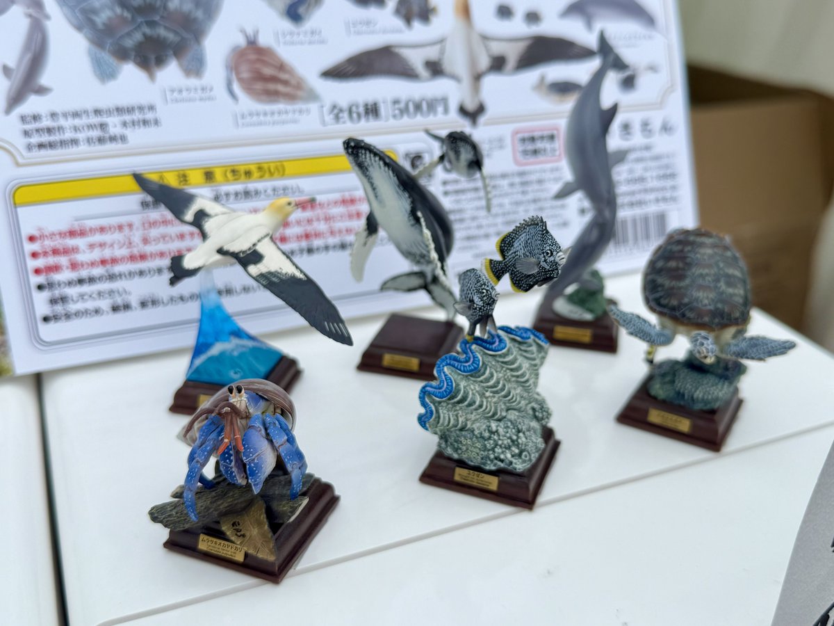 島じまん2日目スタートしました🏝️ ネイチャーテクニカラー小笠原