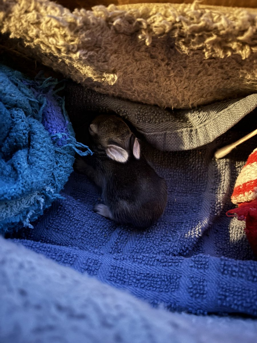 My daughter convinced me to nurse a wild bunny back to health because I have no spine and my kids control my life