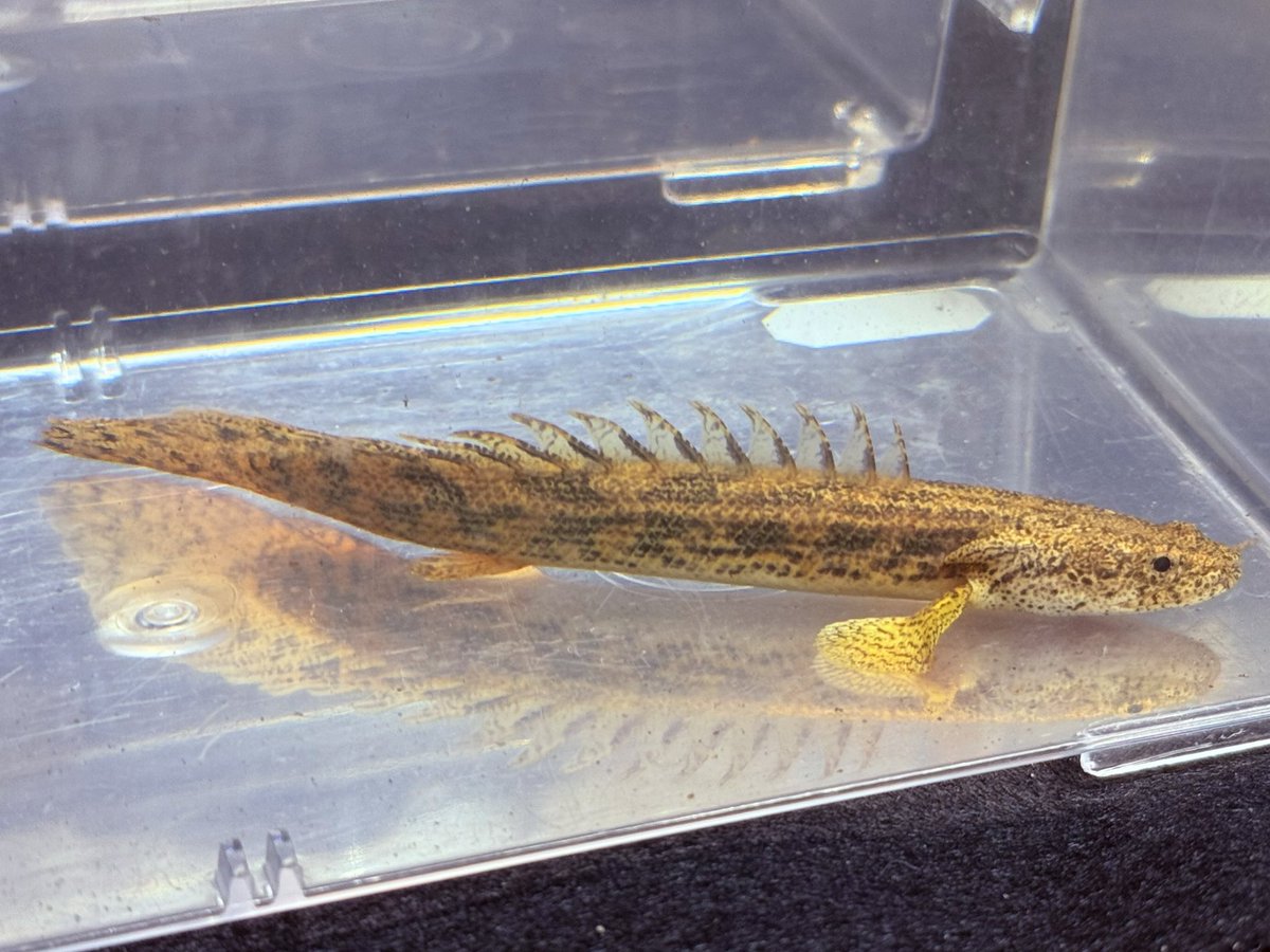 ポリプテルス アンソルギー

アクバスにて販売中✅

4階になります✨
皆様、お待ちしてます👍

#アクアリウムバス
#アクバス