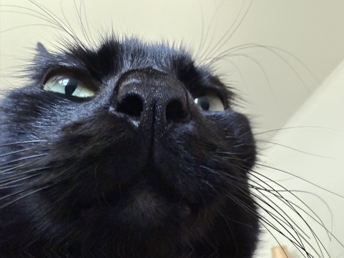 I love taking these pics of my cat lol