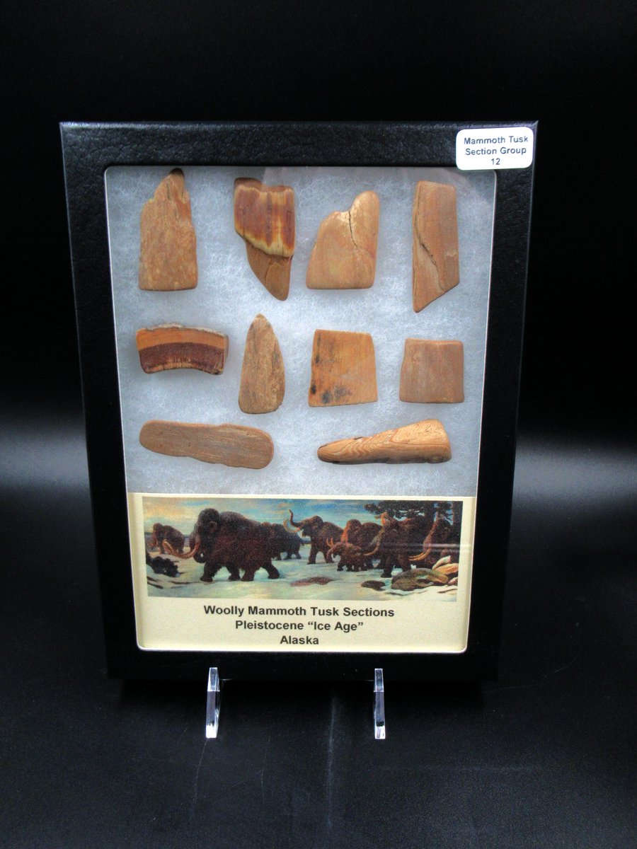 Woolly Mammoth Tusk Section Group #12
$85.00
Click on the link to order now
prehistoricfossils.com/product/woolly…

#TusksUp  #mammoth #mammothfossils #fossils #fossilfinds #fossil #woollymammoth #woolly #PrehistoricFossils #tuskfinds #fypシ゚  #giftsideas