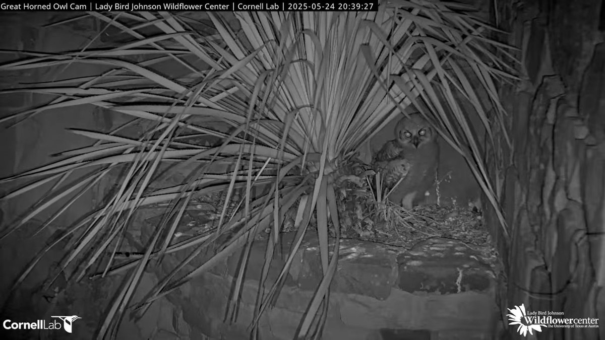 20:39 5/24  Owlet enjoying the evening view.