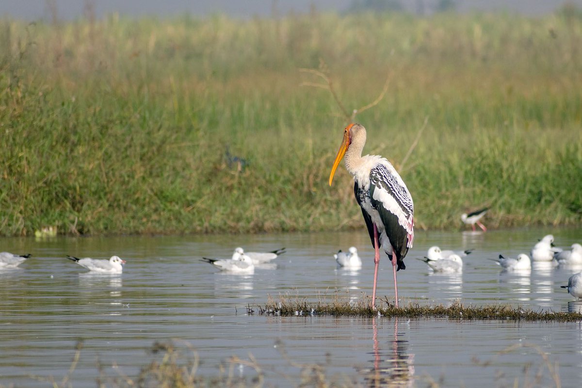 agarwalsonika7's tweet photo. Flaunt those feathers
#Photography #PhotoOfTheDay #InstaPhoto #PicOfTheDay #CaptureTheMoment #VisualArt #PhotographerLife #ArtOfVisuals #Exposure #VisualStorytelling #PhotoLife #ThroughTheLens #Snapshot #PerfectShot #FocusOnTheGood #Shutterbug #PhotoMagic #FrameItUp #PhotoJunkie https://t.co/ECbEk9Gw3U