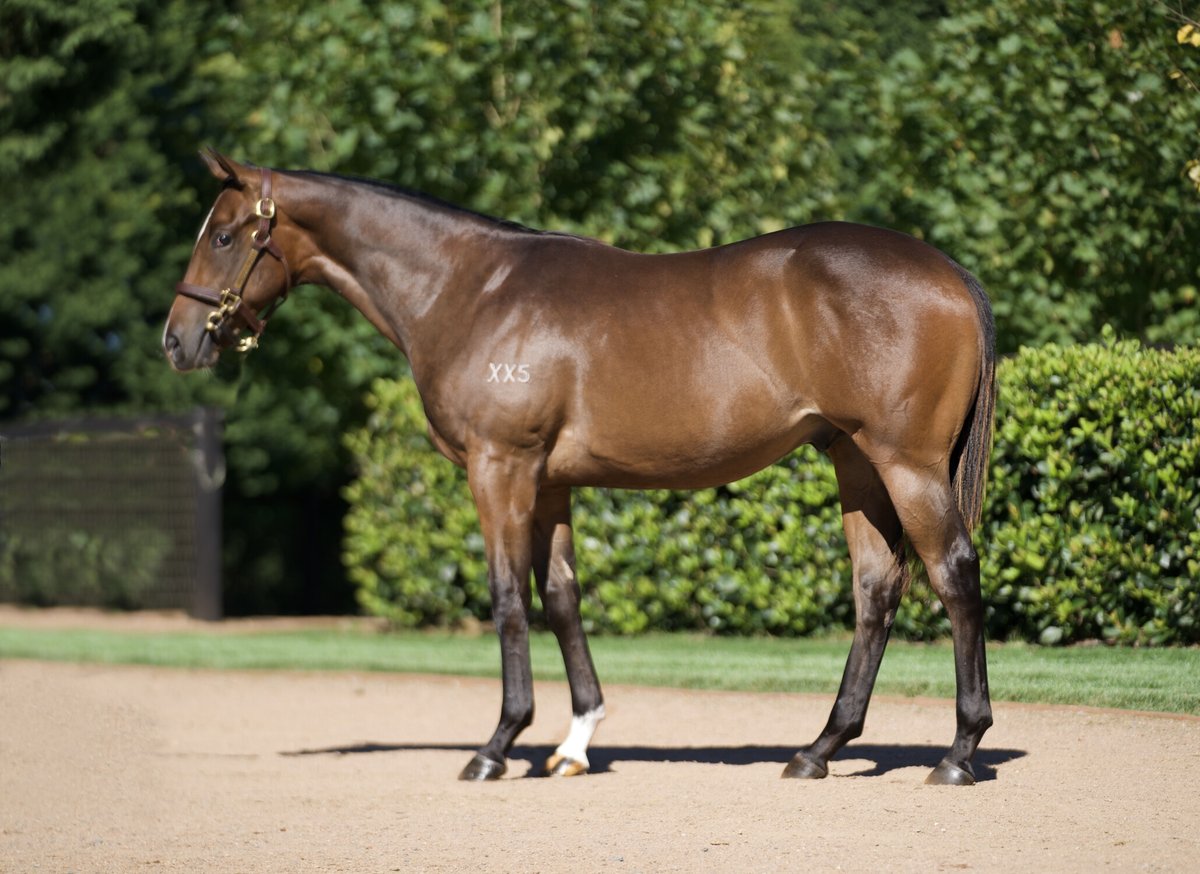 Tara Madgwick (@breednet) on Twitter photo One to Watch - The last foal of a blue hen by Too Darn Hot ? this debut winner was always going to prick the ears of pedigree gurus breednet.com.au/news/39479/one… <a href="/TBBreedersWA/">T/Bred Breeders WA</a> <a href="/MortonRacing/">Morton Racing</a> <a href="/DarleyAus/">Darley in Australia</a> <a href="/cmaherracing/">Ciaron Maher Racing</a> <a href="/inglis_sales/">Inglis</a> <a href="/Milburn_Creek/">Milburn Creek Stud</a> One to Watch - The last foal of a blue hen by Too Darn Hot ? this debut winner was always going to prick the ears of pedigree gurus breednet.com.au/news/39479/one… <a href="/TBBreedersWA/">T/Bred Breeders WA</a> <a href="/MortonRacing/">Morton Racing</a> <a href="/DarleyAus/">Darley in Australia</a> <a href="/cmaherracing/">Ciaron Maher Racing</a> <a href="/inglis_sales/">Inglis</a> <a href="/Milburn_Creek/">Milburn Creek Stud</a>