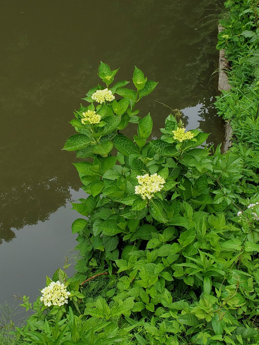 つくば牡丹園

今日が最終日だなんて😭

色づく紫陽花も気になるお庭。足元ぬかるみやすいので難しいかもですが、お天気のいい時に紫陽花営業ないかな？と毎年期待しています