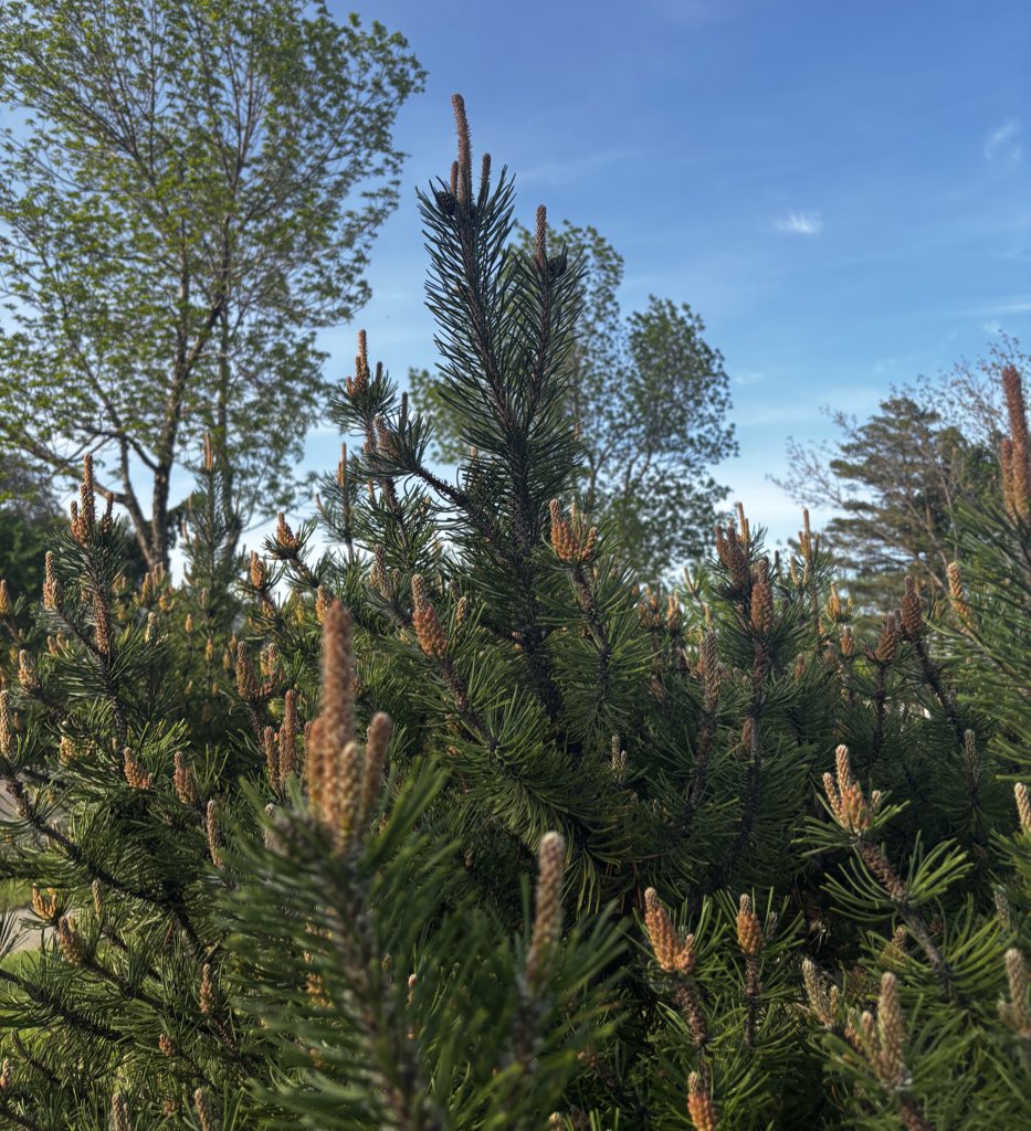 Springtime in Edmonton, when all of the fuck you trees are in full bloom🖕🩷