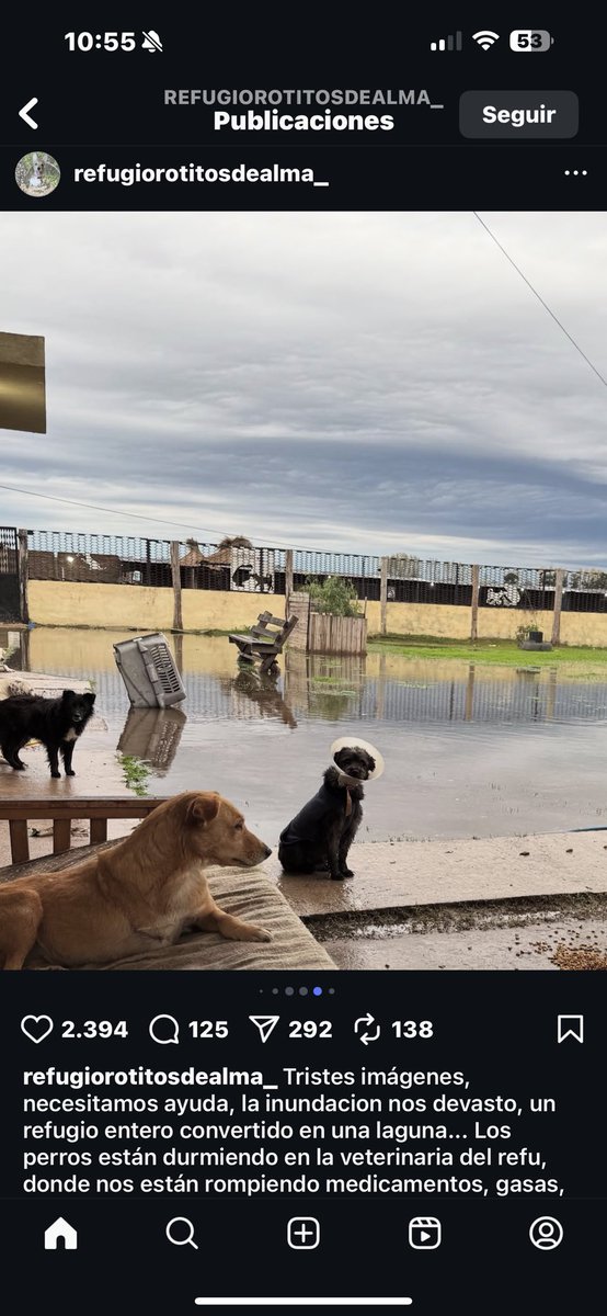 balcanizada's tweet photo. Se inundó el refugio de perros Rotitos de Alma y las pérdidas fueron incalculables. Sí podés donar lo mínimo, te lo van a agradecer de por vida. 

María Sol lannuzzi
CBU 0140044103512659256734
Banco provincia
Rotitos.refugio
Paypal: sol_feli@hotmail.com https://t.co/3SIDfQJ9Cb